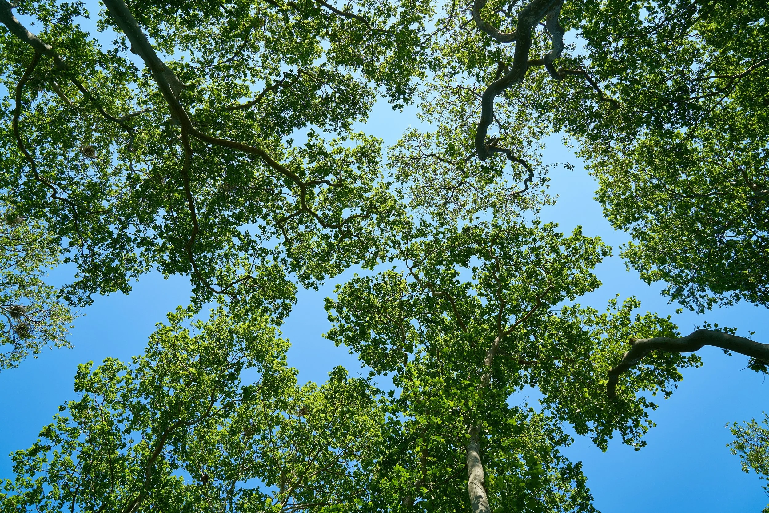 Blue sky with branches and green leaves stretching in front.