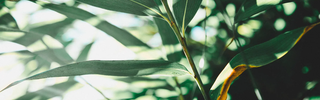 Leaves in sunlight