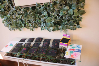 Case of succulents